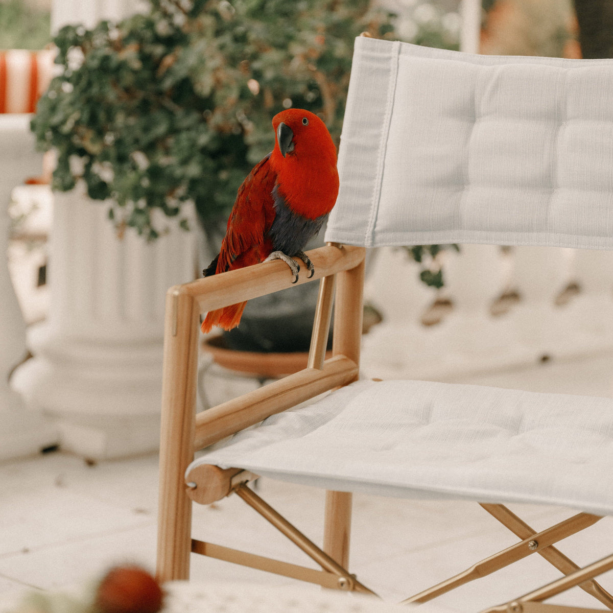 The WES Directors Chair