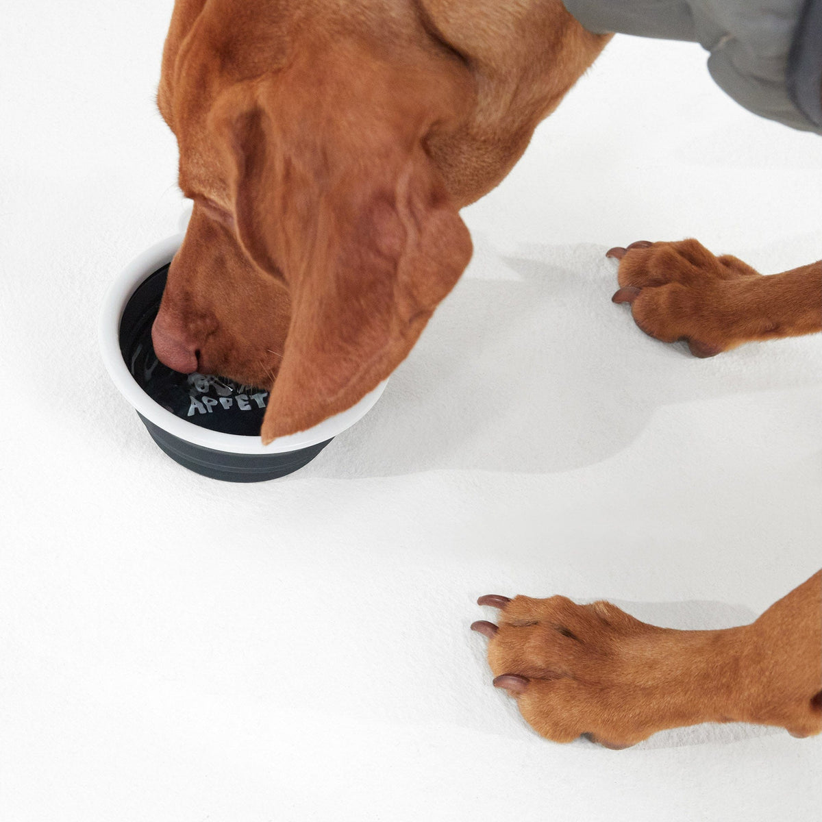 ThIrsty Dog Bowl - Dark Indigo