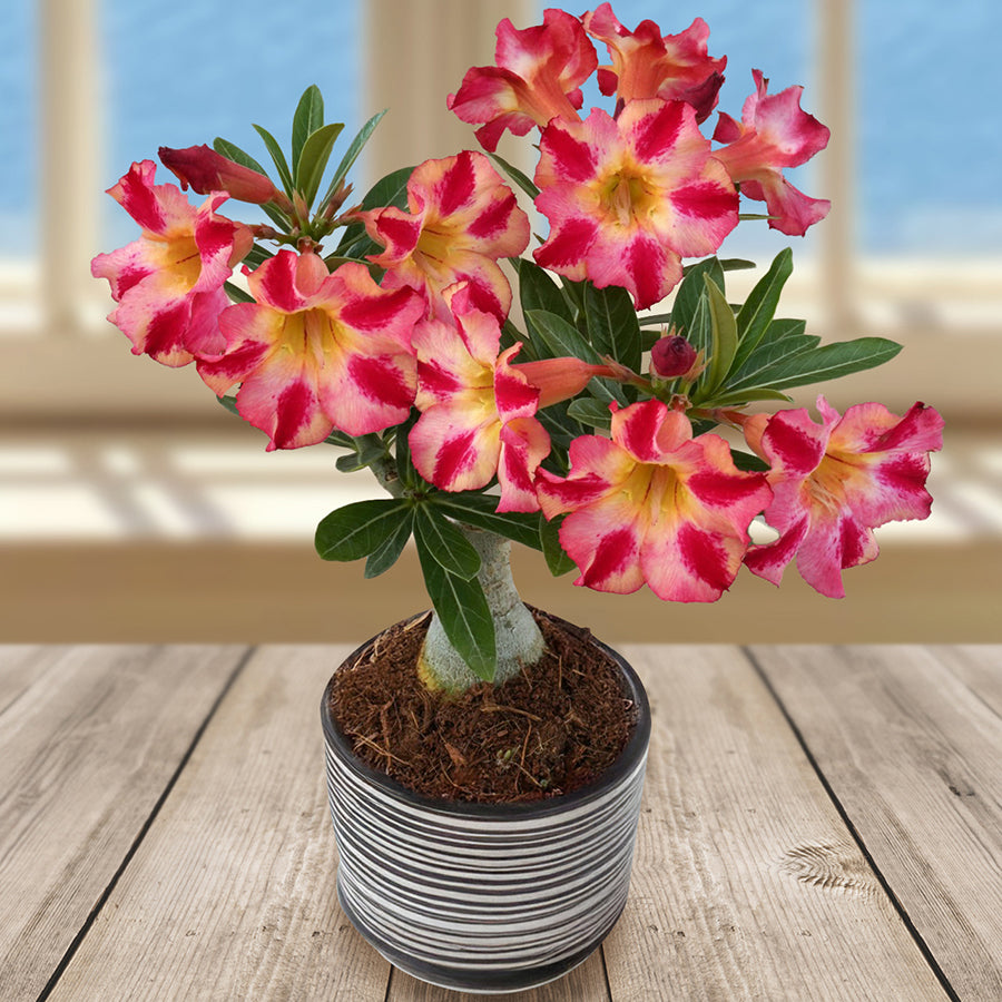 Desert Rose ‘Fireworks’ (Adenium hybrid)